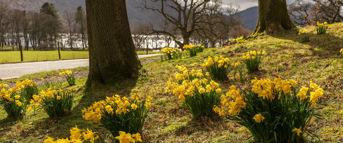 Daffodils at Glencoyne Bay in the Lake District, Cumbria